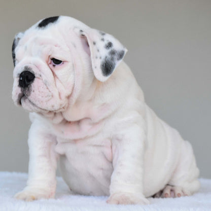 SCARLETT (Girl) - WB English Bulldogs