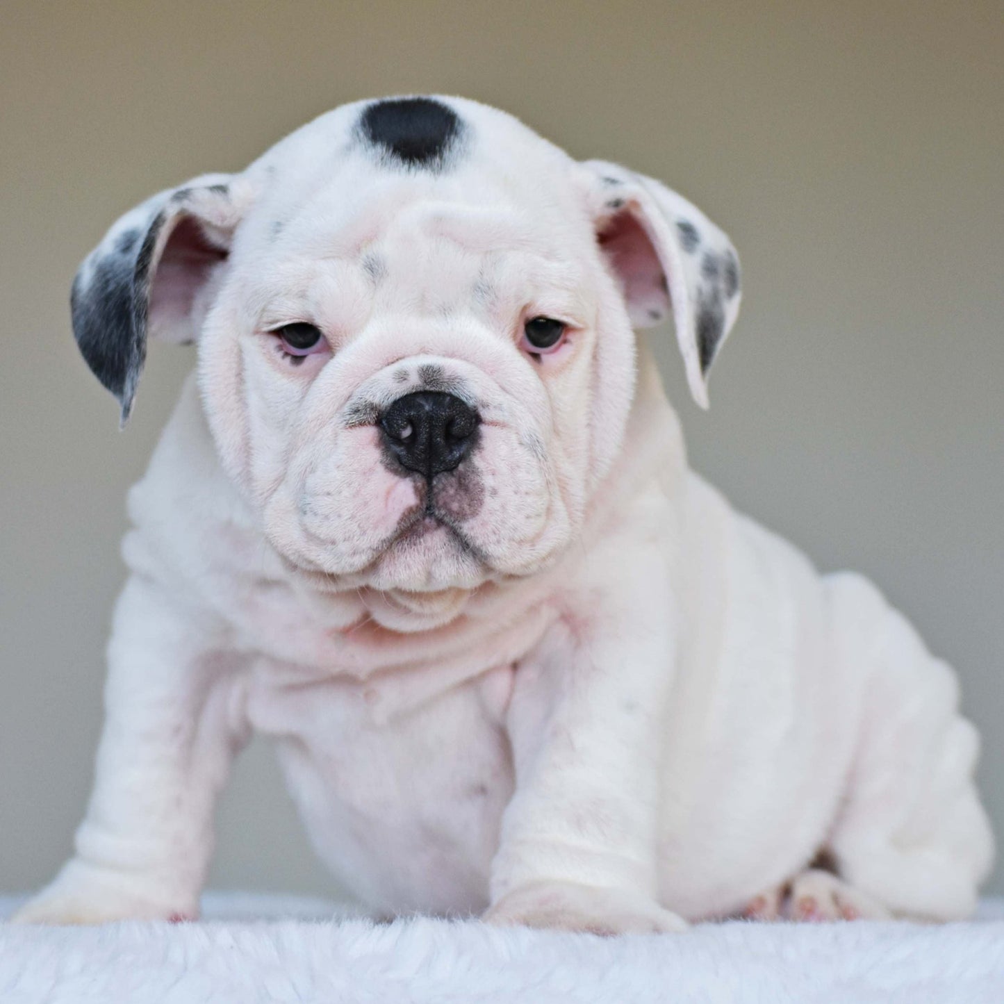 SCARLETT (Girl) - WB English Bulldogs