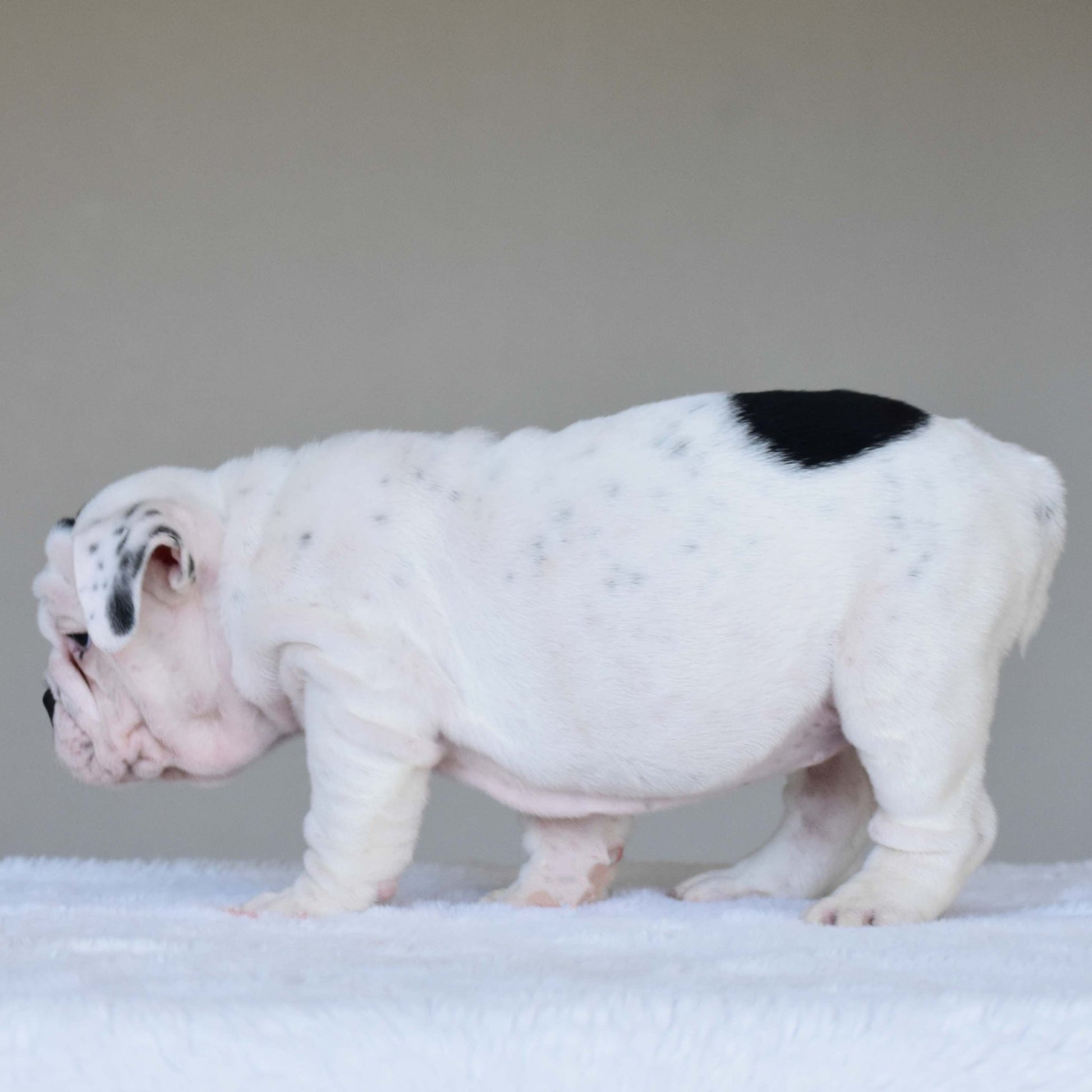 SCARLETT (Girl) - WB English Bulldogs