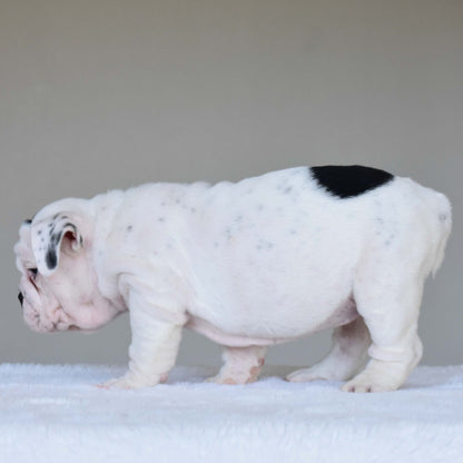 SCARLETT (Girl) - WB English Bulldogs