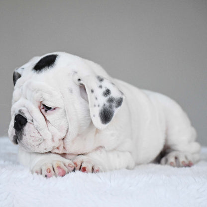 SCARLETT (Girl) - WB English Bulldogs