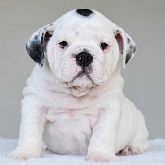 SCARLETT (Girl) - WB English Bulldogs