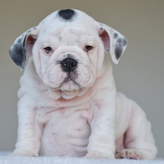 SCARLETT (Girl) - WB English Bulldogs