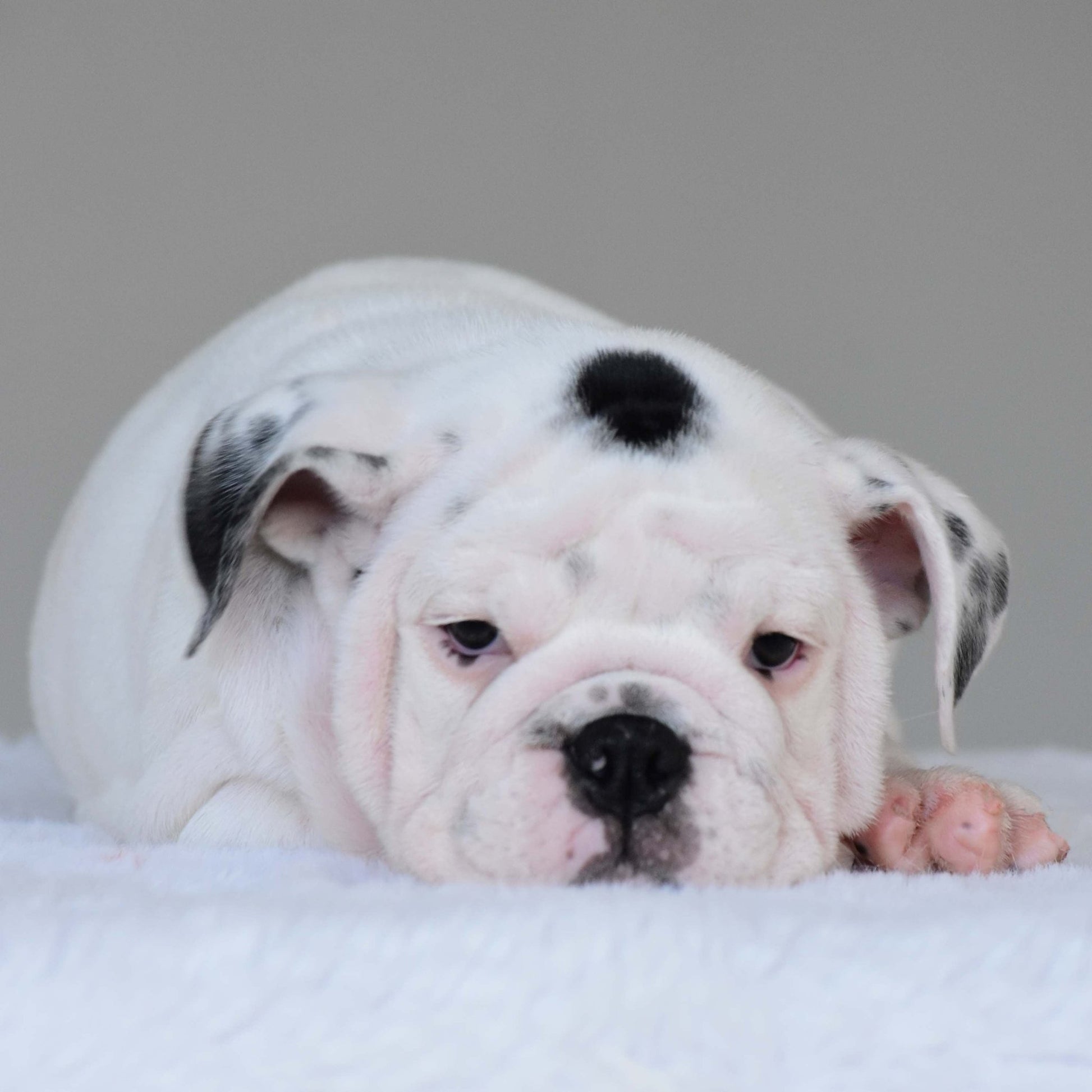 SCARLETT (Girl) - WB English Bulldogs