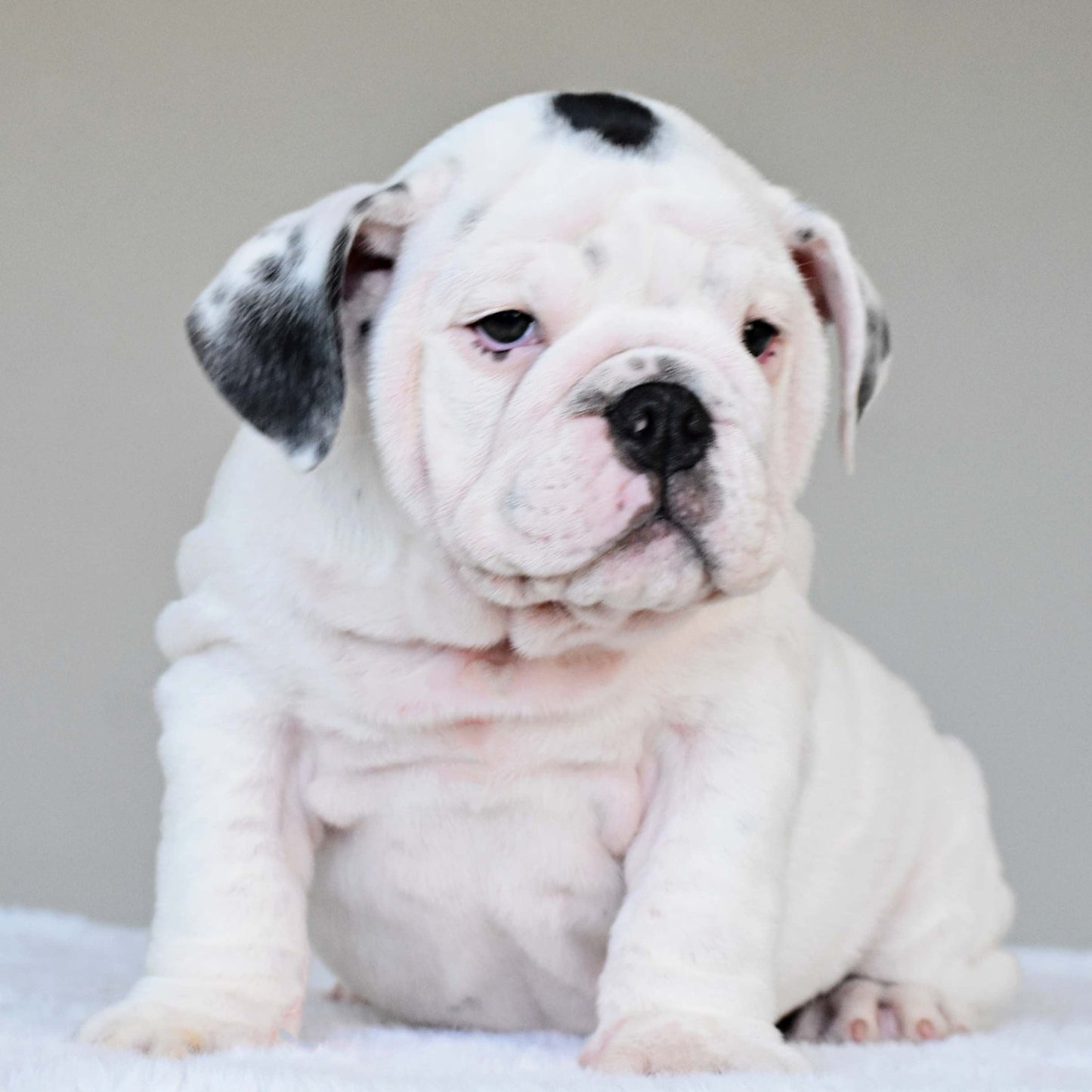 SCARLETT (Girl) - WB English Bulldogs