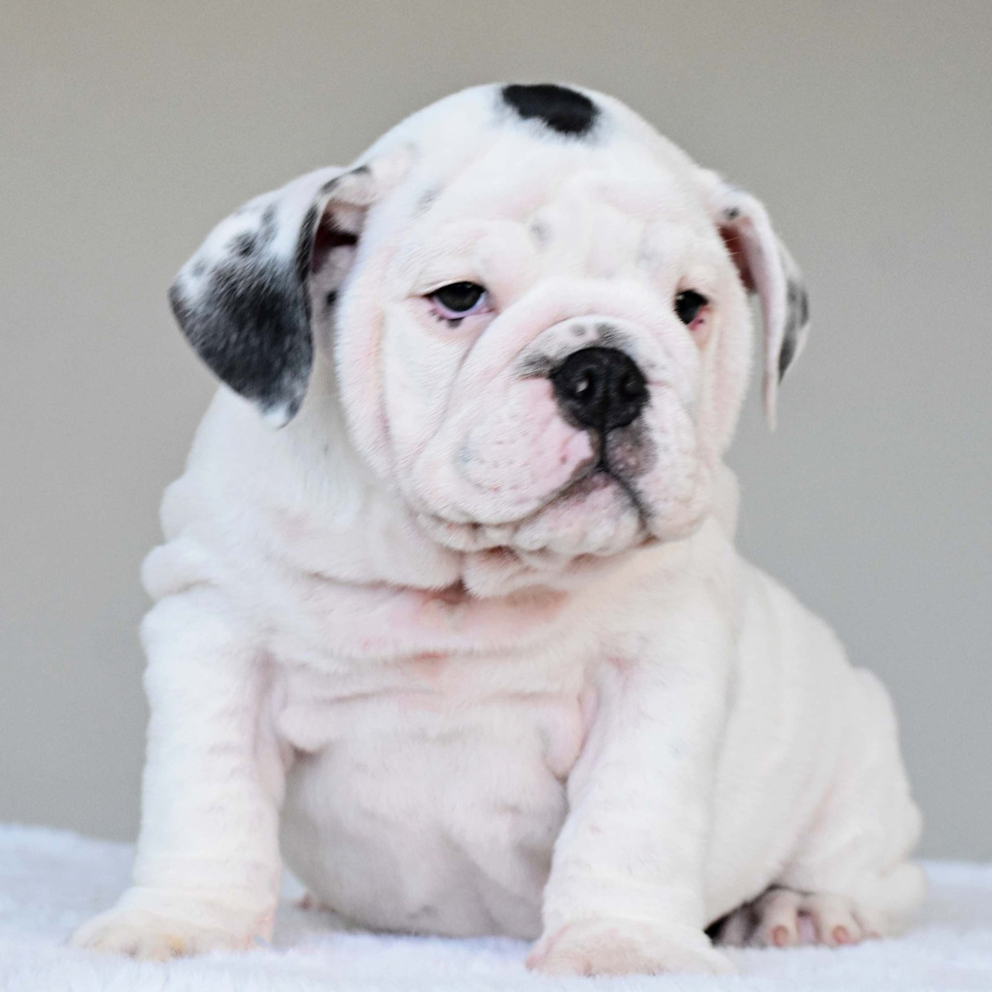 SCARLETT (Girl) - WB English Bulldogs