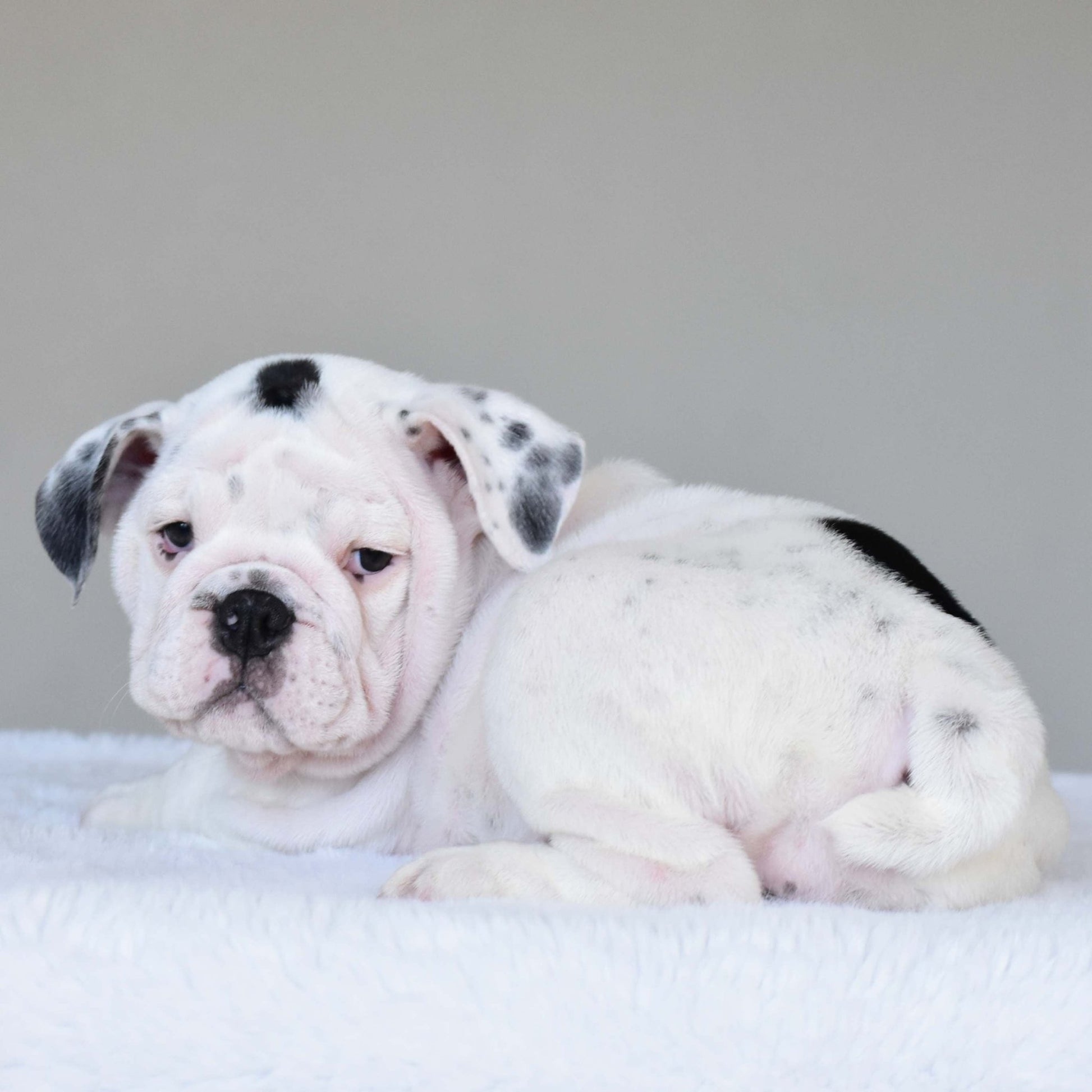 SCARLETT (Girl) - WB English Bulldogs