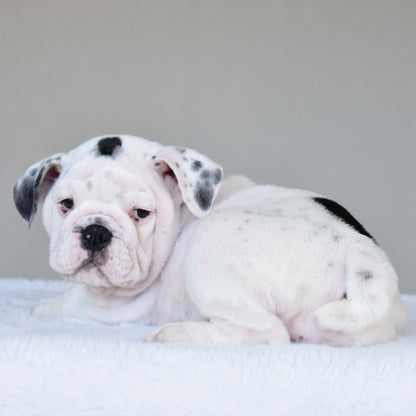 SCARLETT (Girl) - WB English Bulldogs