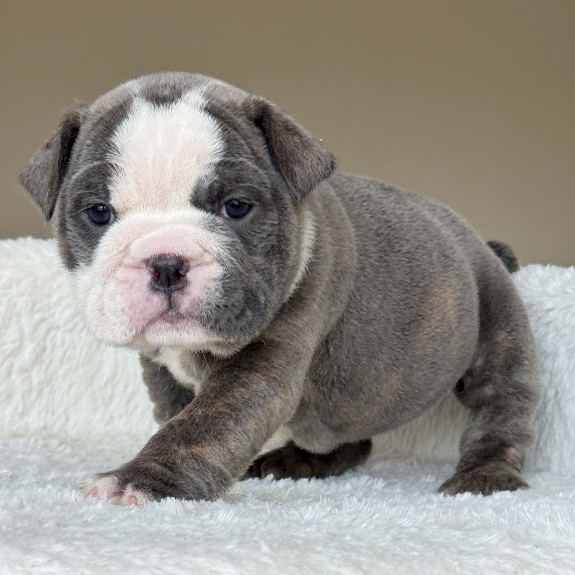 SKY (Girl) - WB English Bulldogs