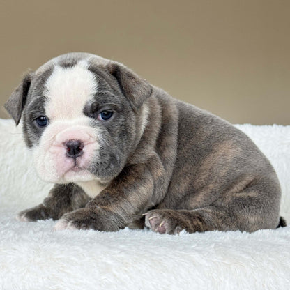 SKY (Girl) - WB English Bulldogs