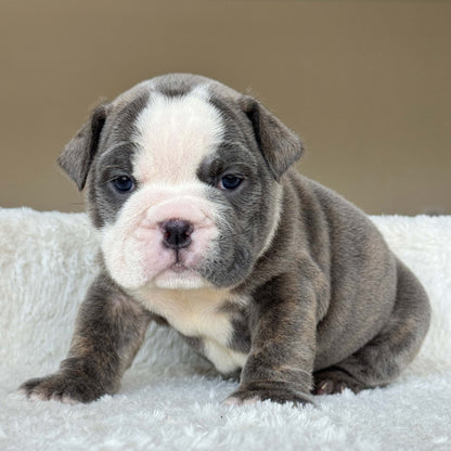 SKY (Girl) - WB English Bulldogs