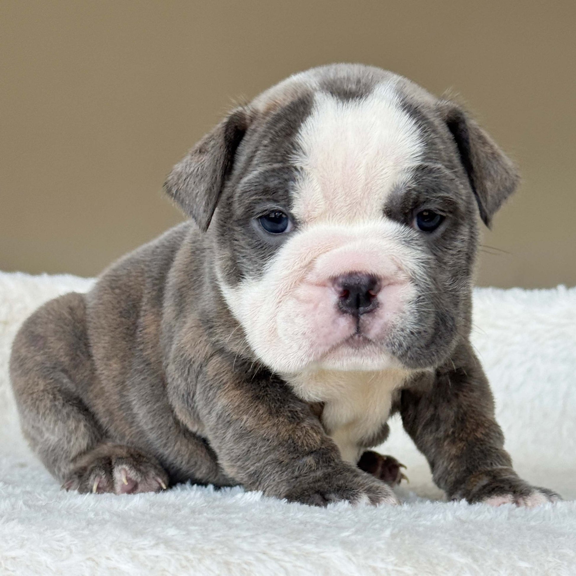 SKY (Girl) - WB English Bulldogs
