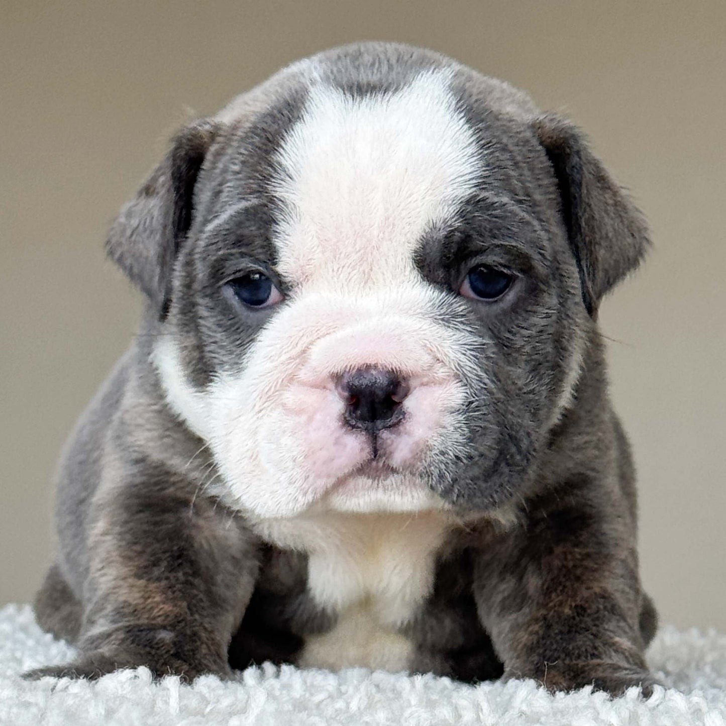 SKY (Girl) - WB English Bulldogs