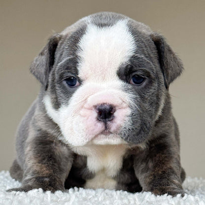 SKY (Girl) - WB English Bulldogs