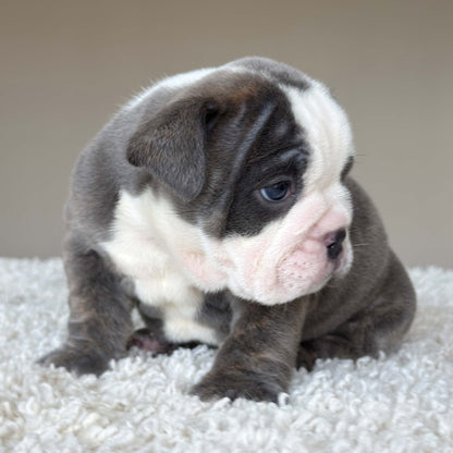 SKY (Girl) - WB English Bulldogs