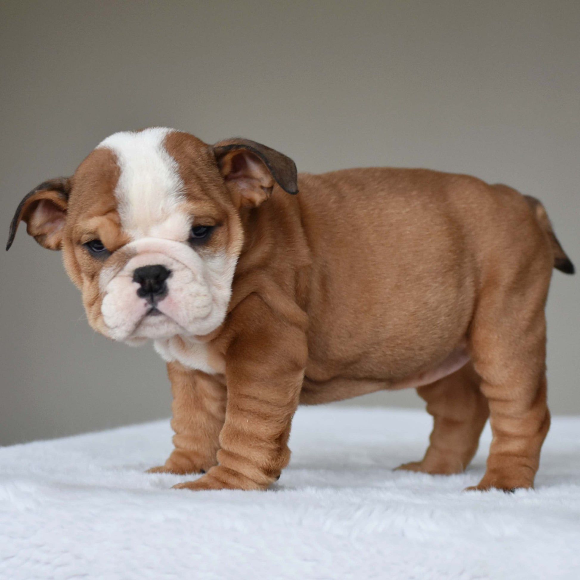 SORA (Girl) - WB English Bulldogs