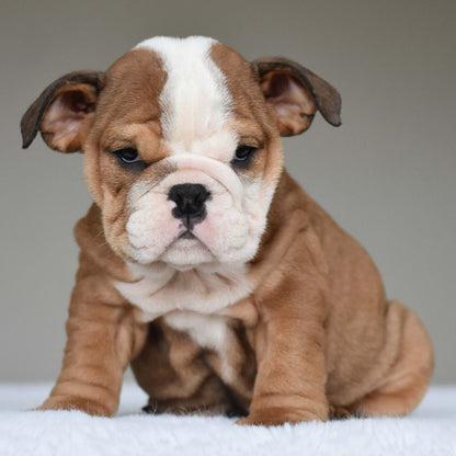 SORA (Girl) - WB English Bulldogs