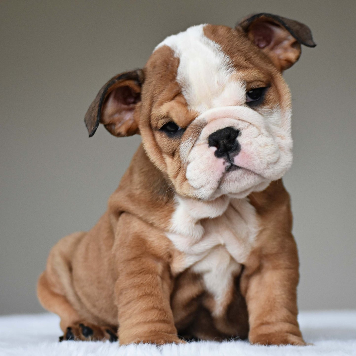 SORA (Girl) - WB English Bulldogs