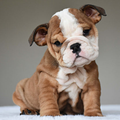 SORA (Girl) - WB English Bulldogs