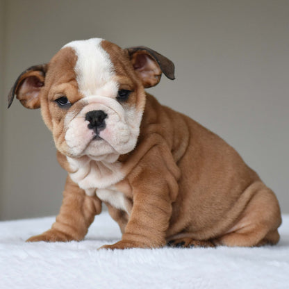 SORA (Girl) - WB English Bulldogs