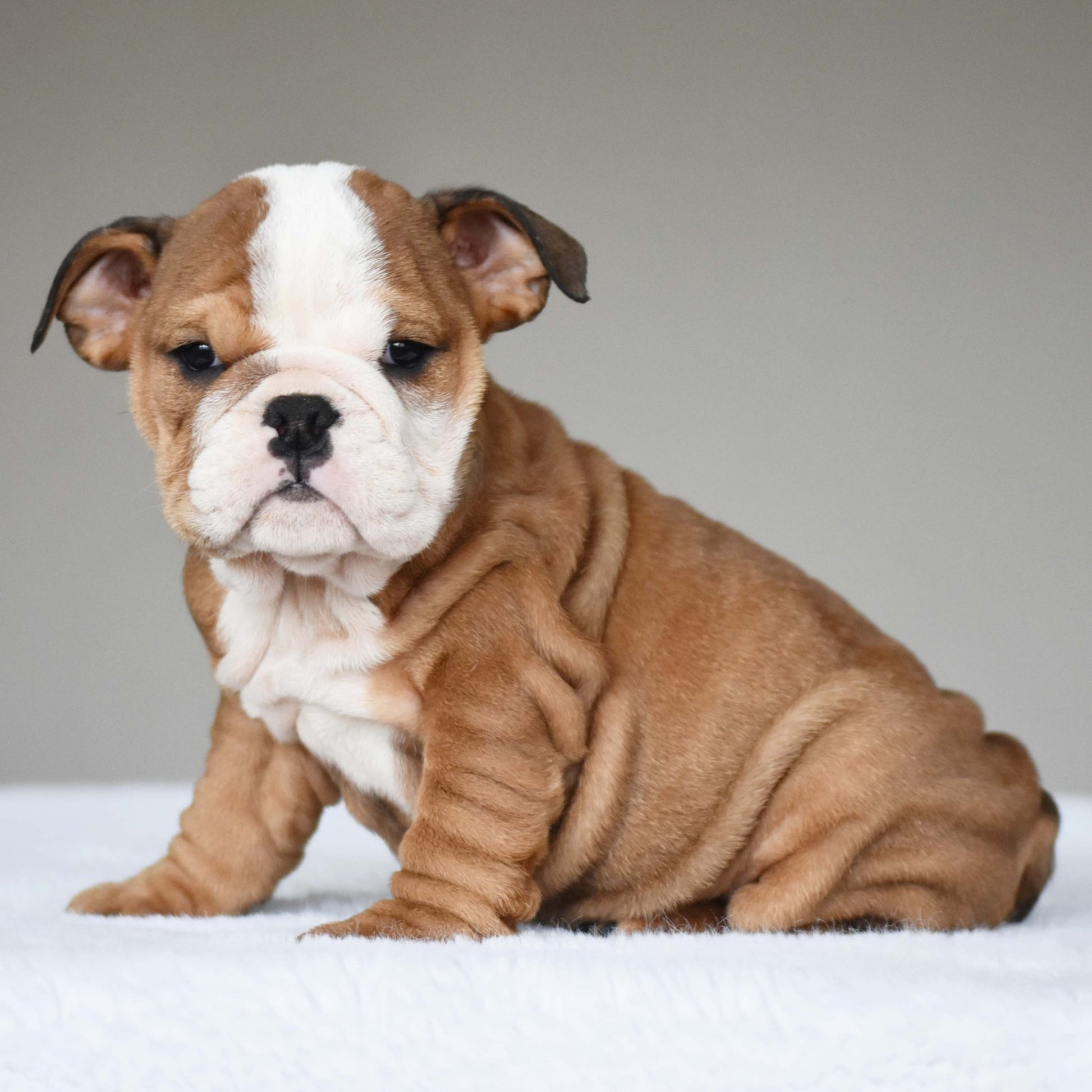 SORA (Girl) - WB English Bulldogs