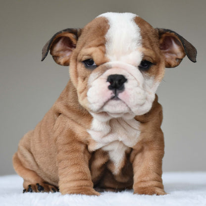 SORA (Girl) - WB English Bulldogs