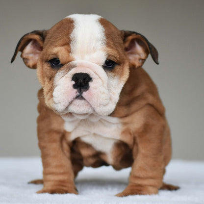 SORA (Girl) - WB English Bulldogs