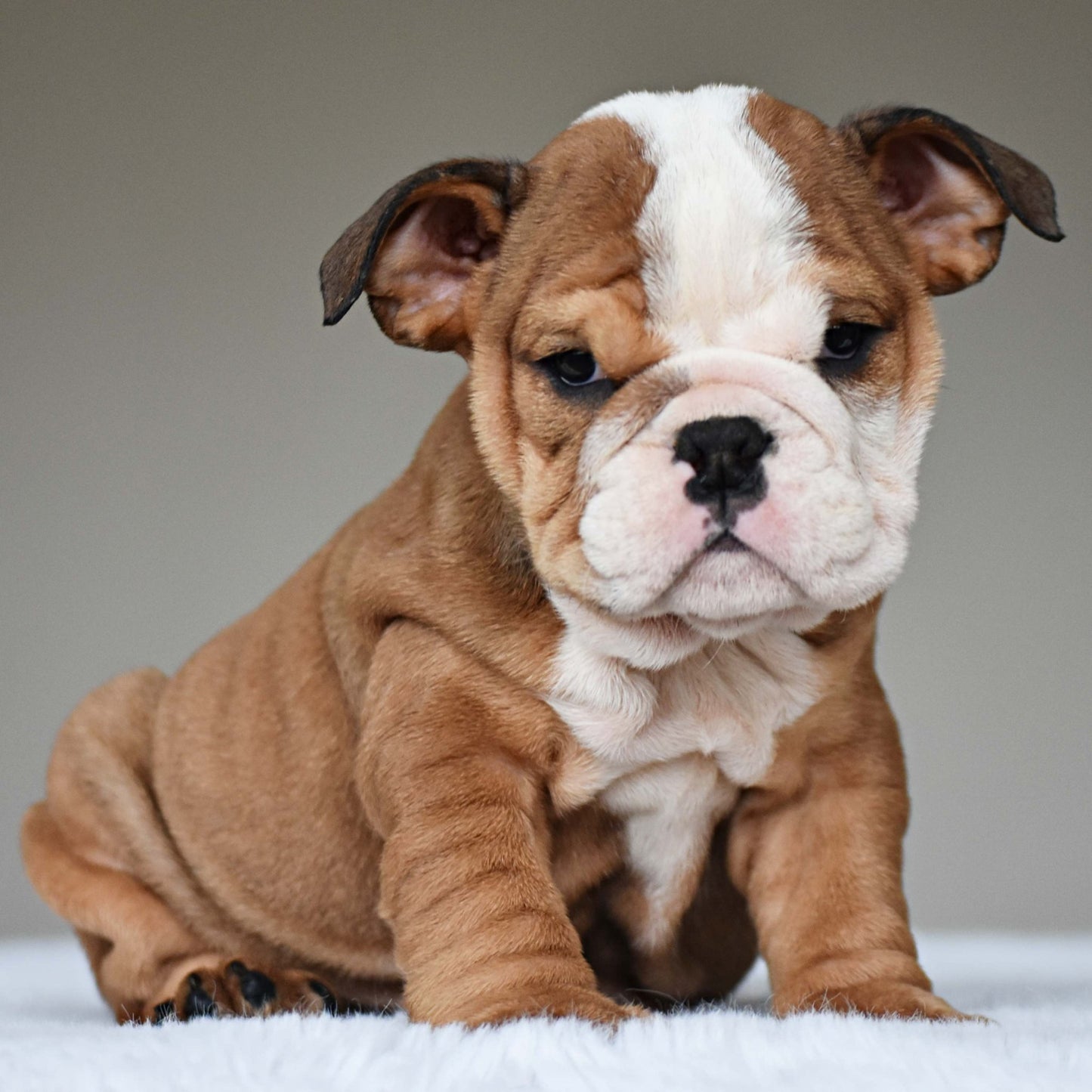 SORA (Girl) - WB English Bulldogs