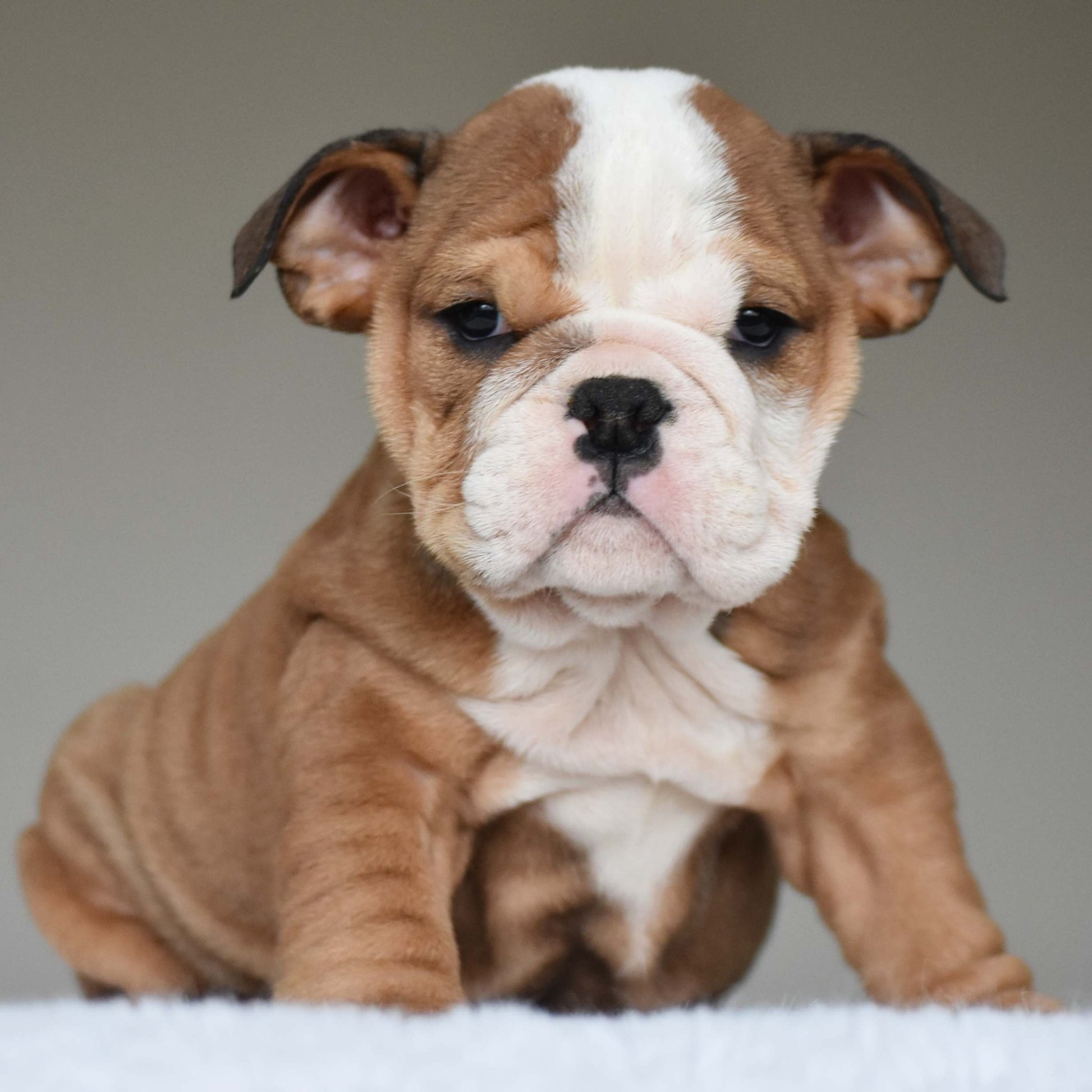 SORA (Girl) - WB English Bulldogs