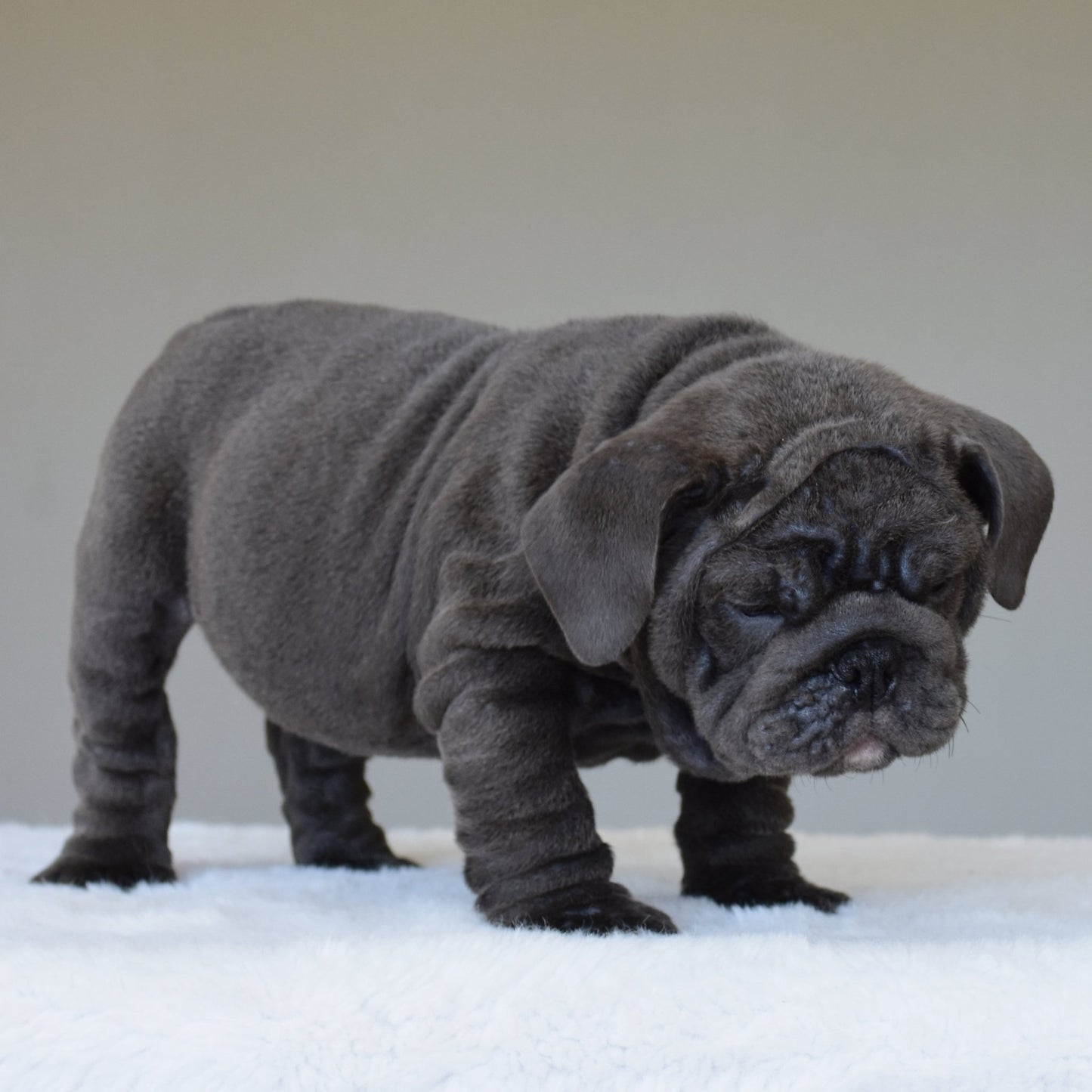 STEEL (BOY) - WB English Bulldogs