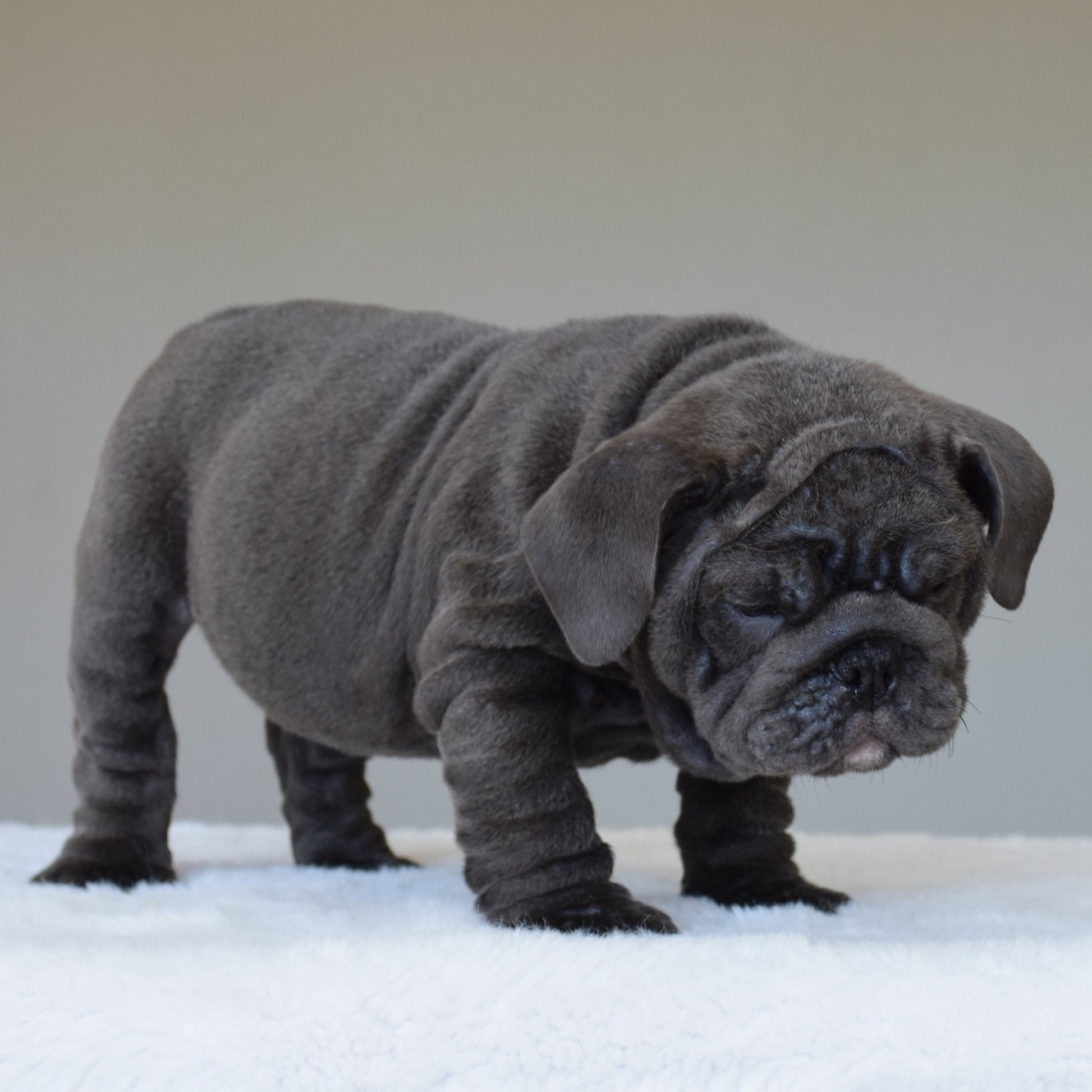 STEEL (BOY) - WB English Bulldogs