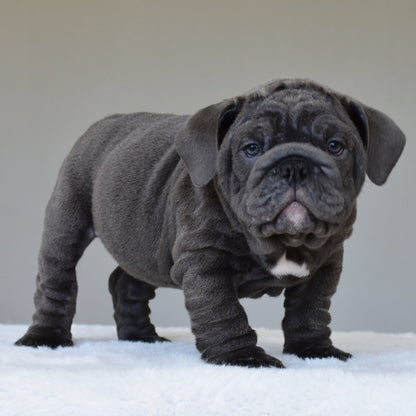 STEEL (BOY) - WB English Bulldogs