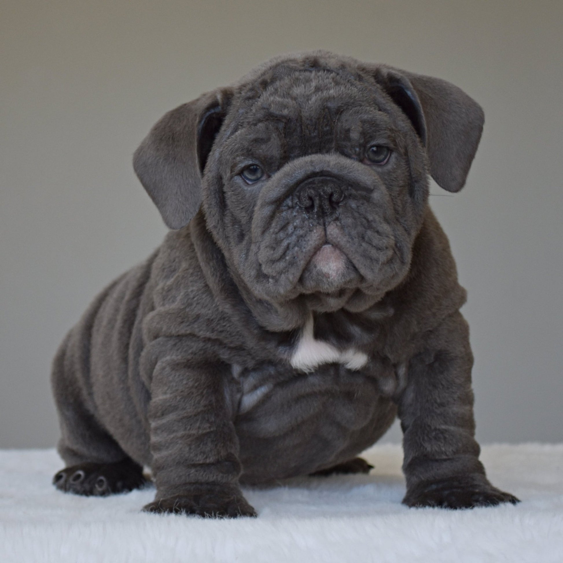 STEEL (BOY) - WB English Bulldogs