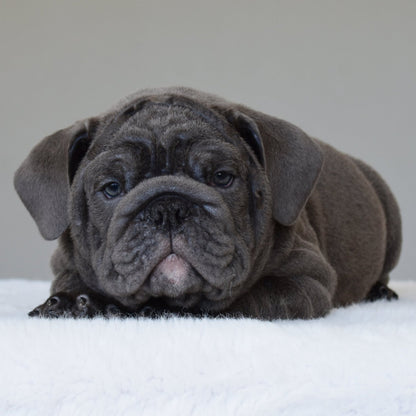 STEEL (BOY) - WB English Bulldogs