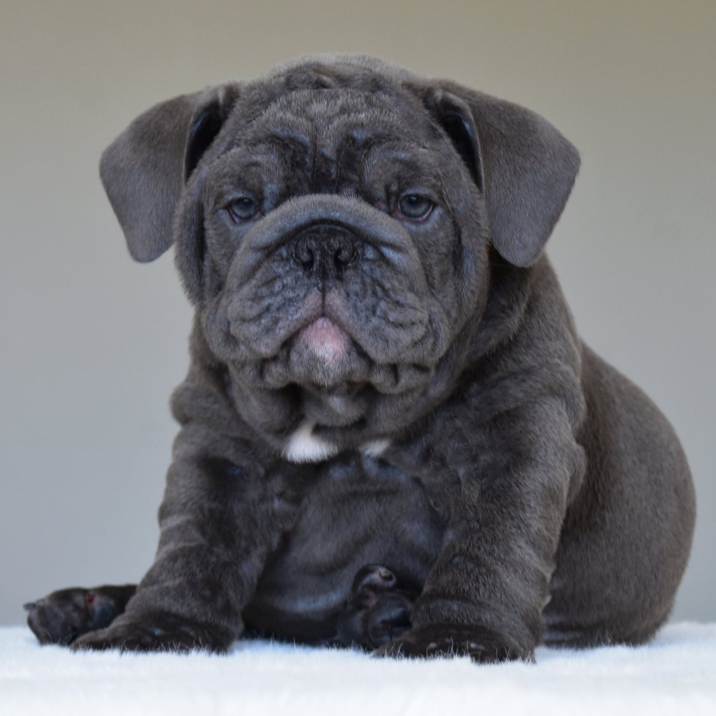 STEEL (BOY) - WB English Bulldogs