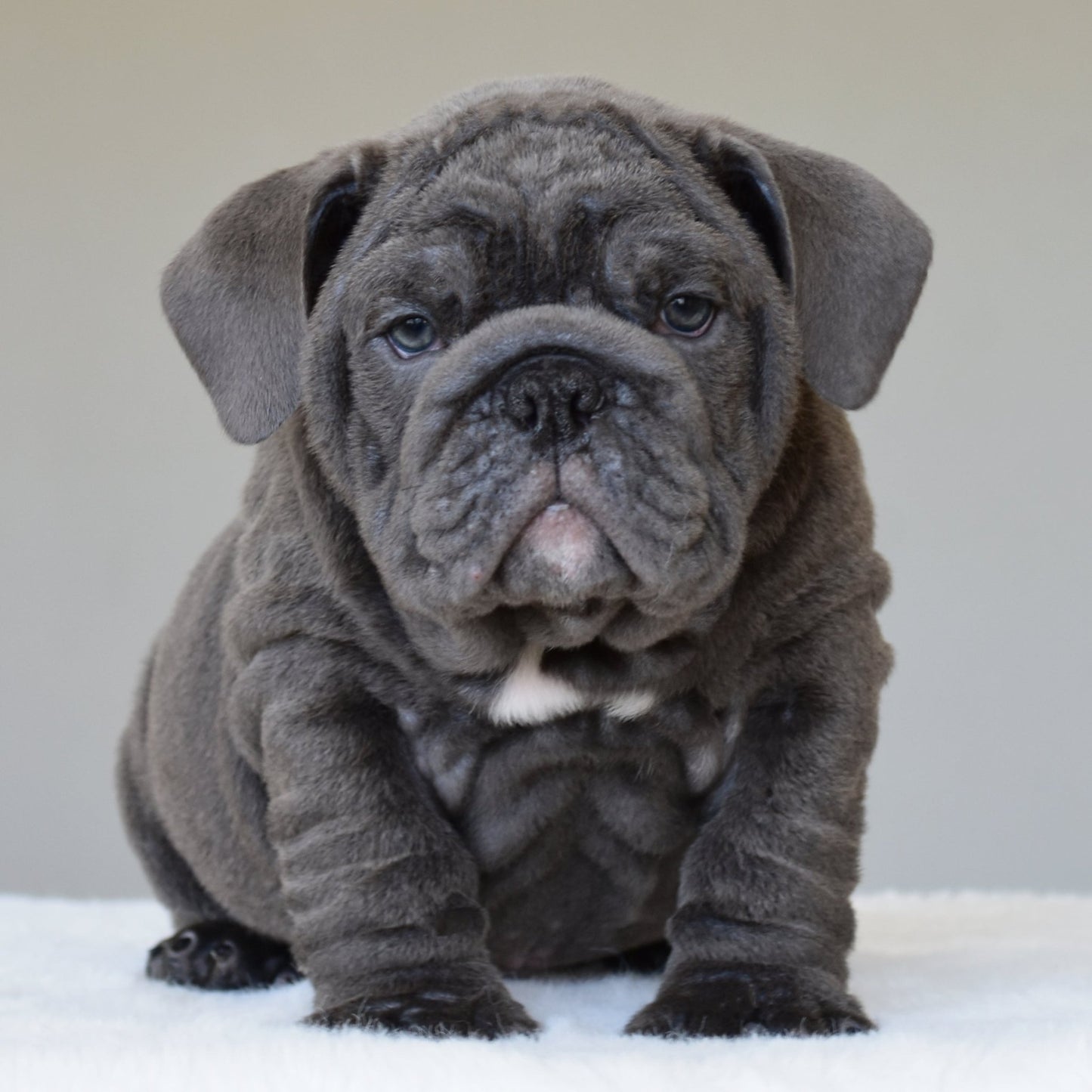 STEEL (BOY) - WB English Bulldogs