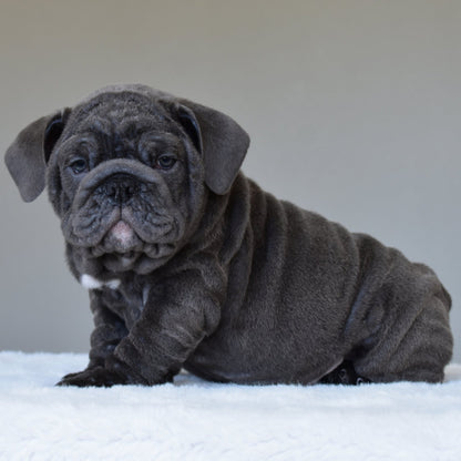 STEEL (BOY) - WB English Bulldogs