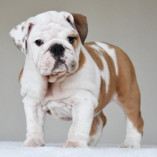🎀 STELLA - WB English Bulldogs