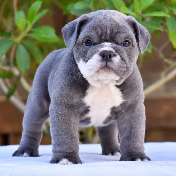 STERLING - $3200 - WB English Bulldogs