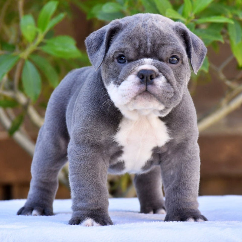 STERLING - $3200 - WB English Bulldogs