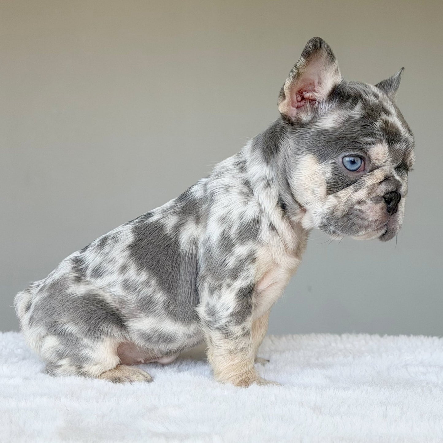 TEDDY (BOY ) French Bulldog - WB English Bulldogs