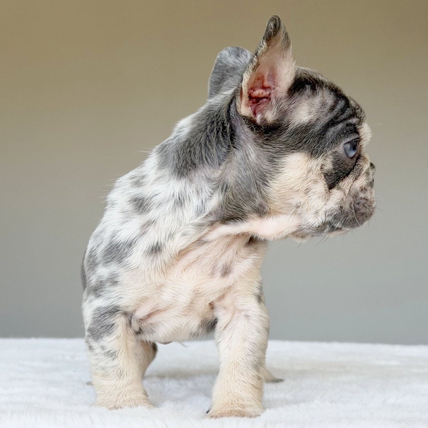 TEDDY (BOY ) French Bulldog - WB English Bulldogs