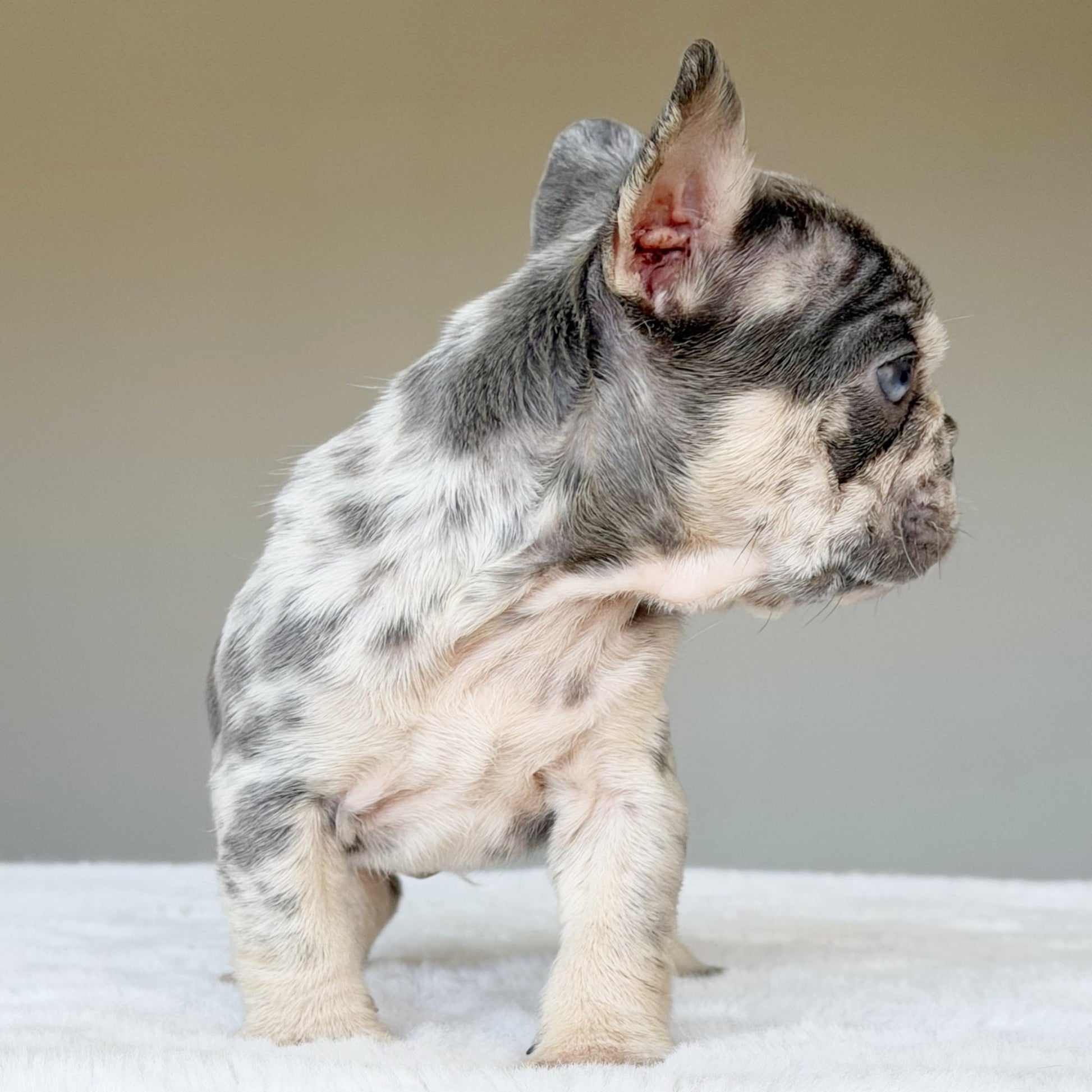 TEDDY (BOY ) French Bulldog - WB English Bulldogs