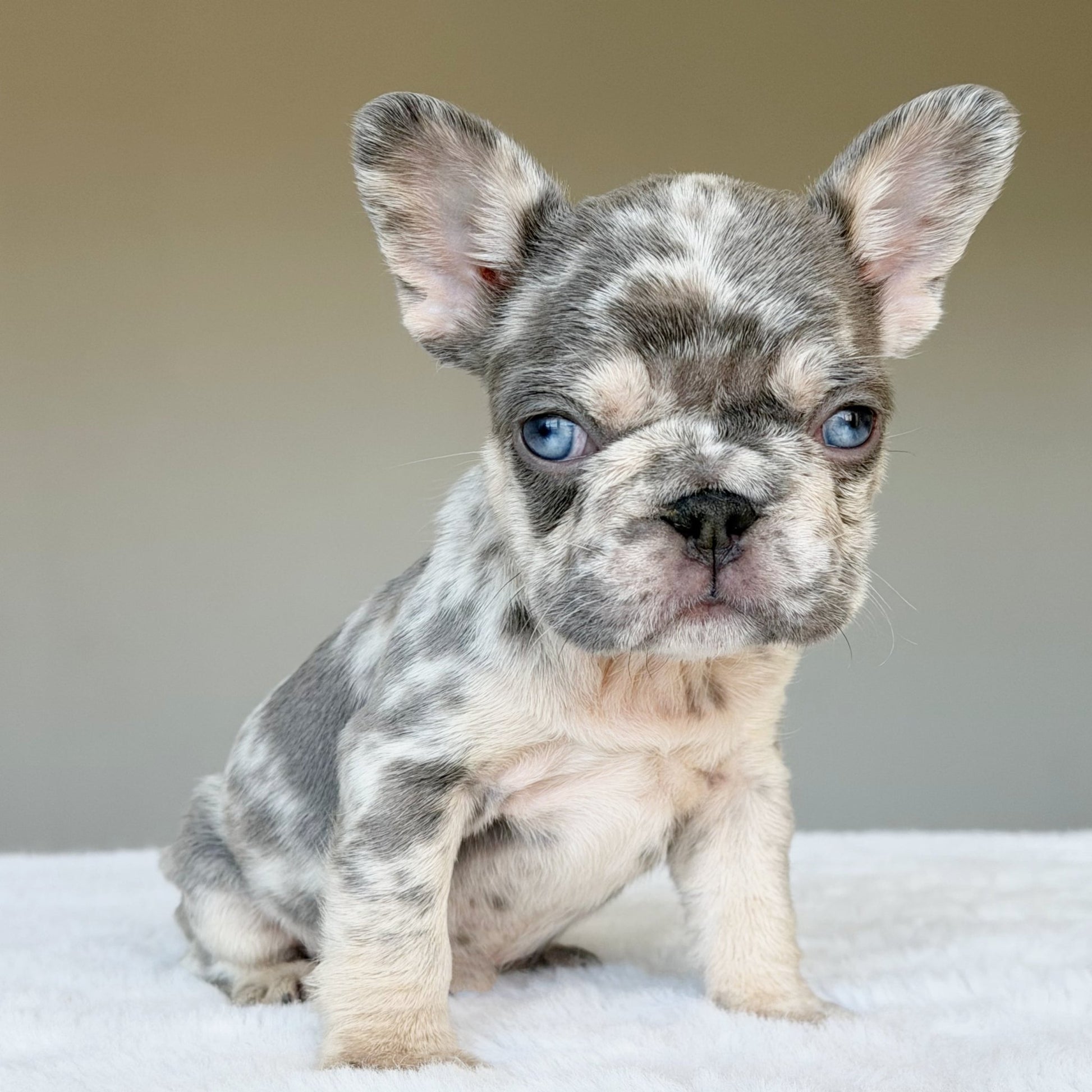 TEDDY (BOY ) French Bulldog - WB English Bulldogs