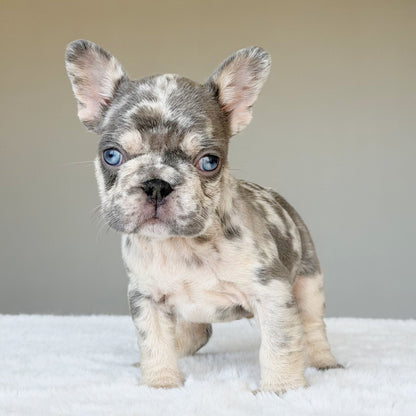 TEDDY (BOY ) French Bulldog - WB English Bulldogs