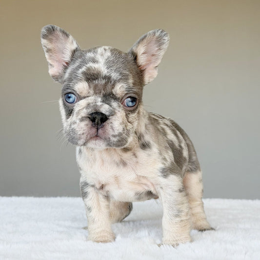 TEDDY (BOY ) French Bulldog - WB English Bulldogs