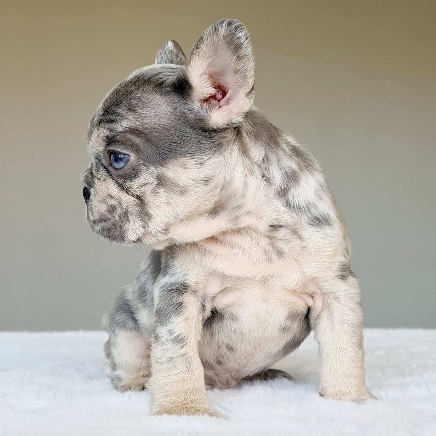 TEDDY (BOY ) French Bulldog - WB English Bulldogs