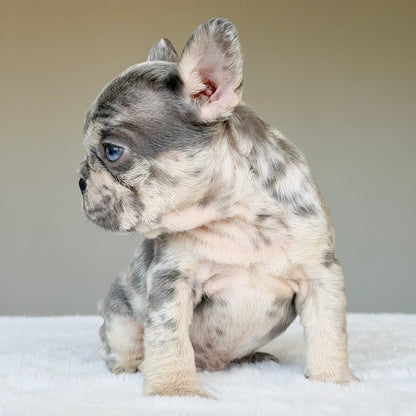 TEDDY (BOY ) French Bulldog - WB English Bulldogs