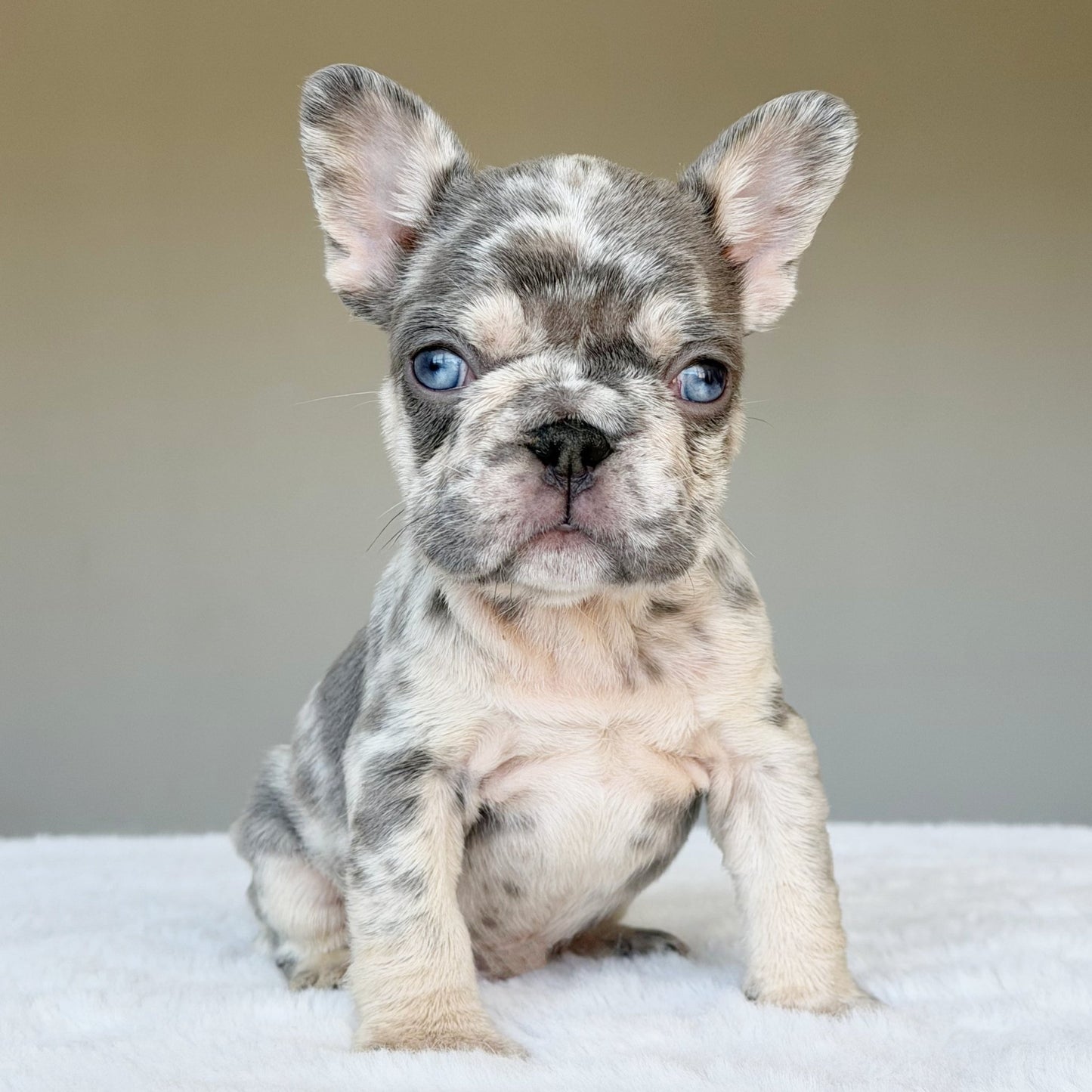 TEDDY (BOY ) French Bulldog - WB English Bulldogs