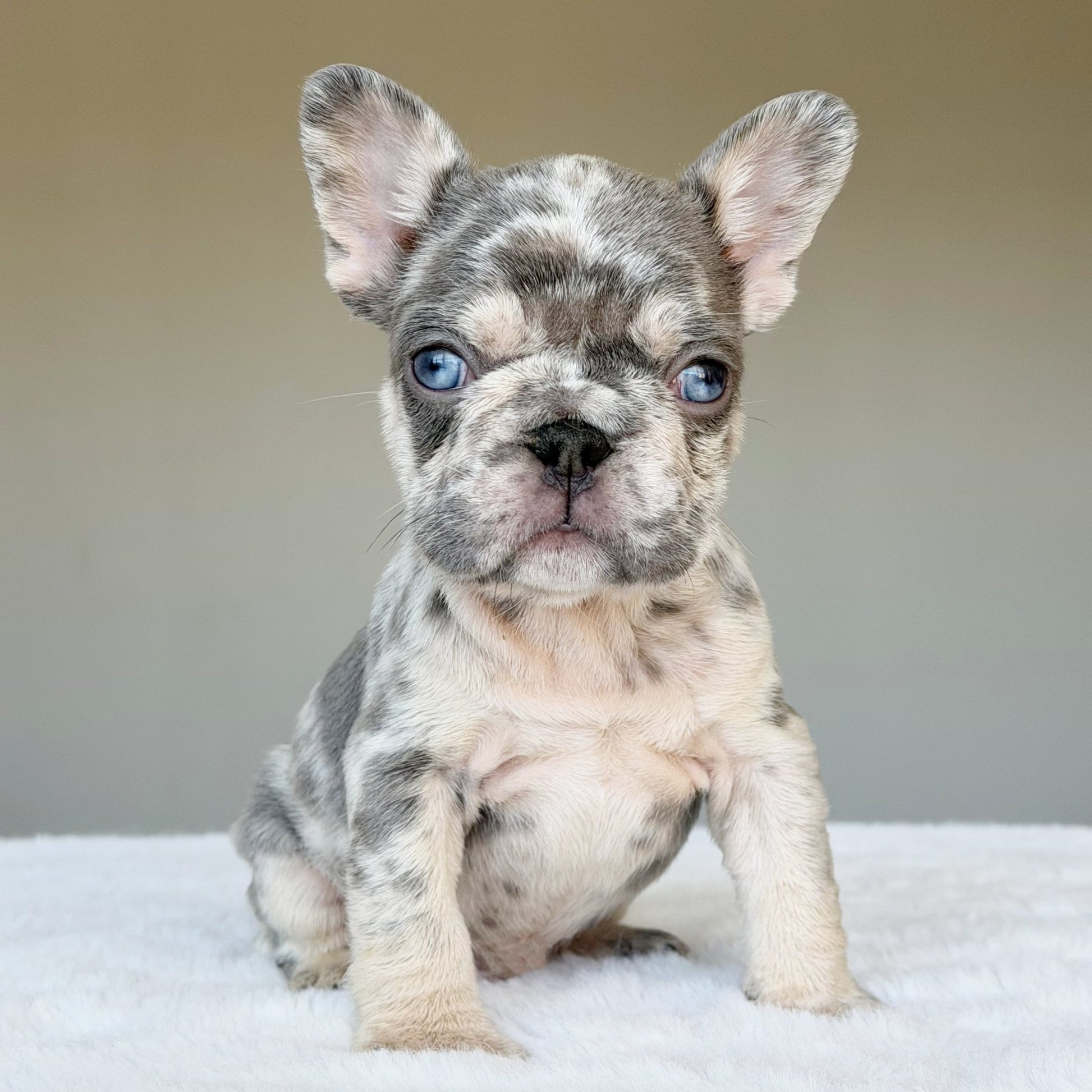 TEDDY (BOY ) French Bulldog - WB English Bulldogs